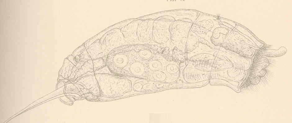 Trichocerca dixonnuttalli