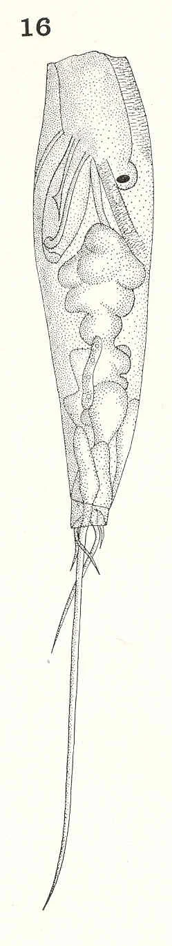 Trichocerca elongata