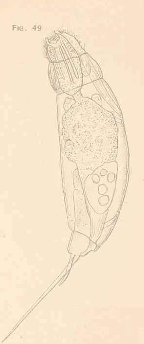 Trichocerca gracilis