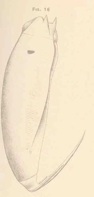 Trichocerca insignis