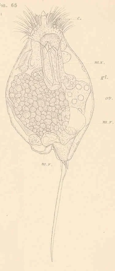 Trichocerca lata