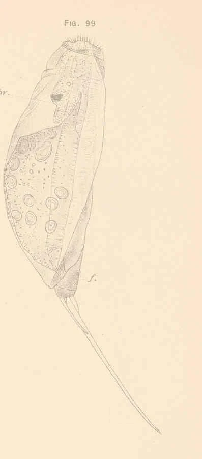 Trichocerca lophoessa