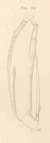 Trichocerca macera