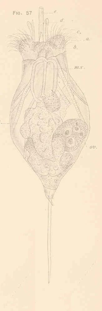 Trichocerca multicrinis
