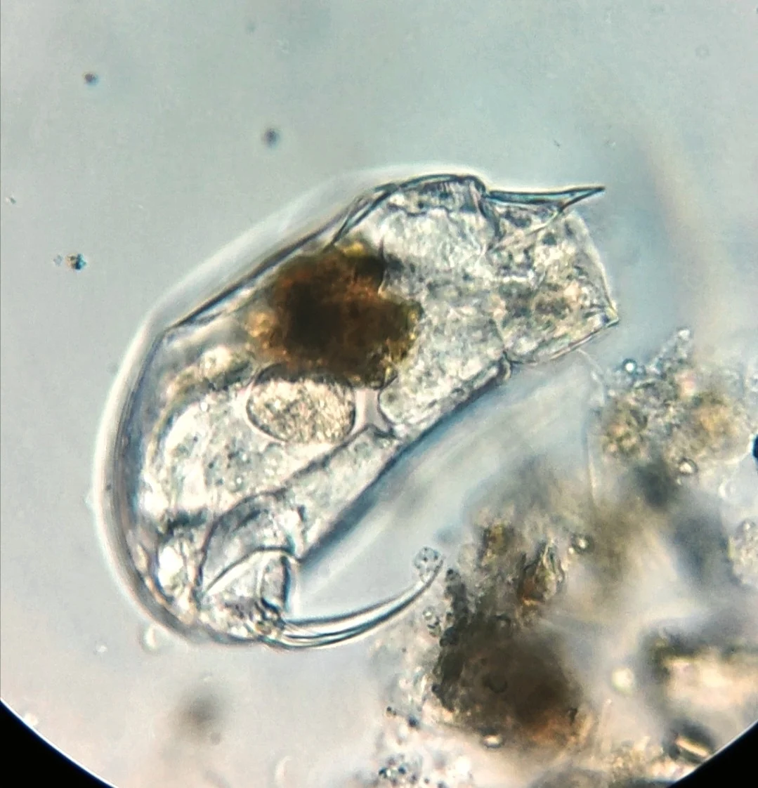 Trichocerca musculus