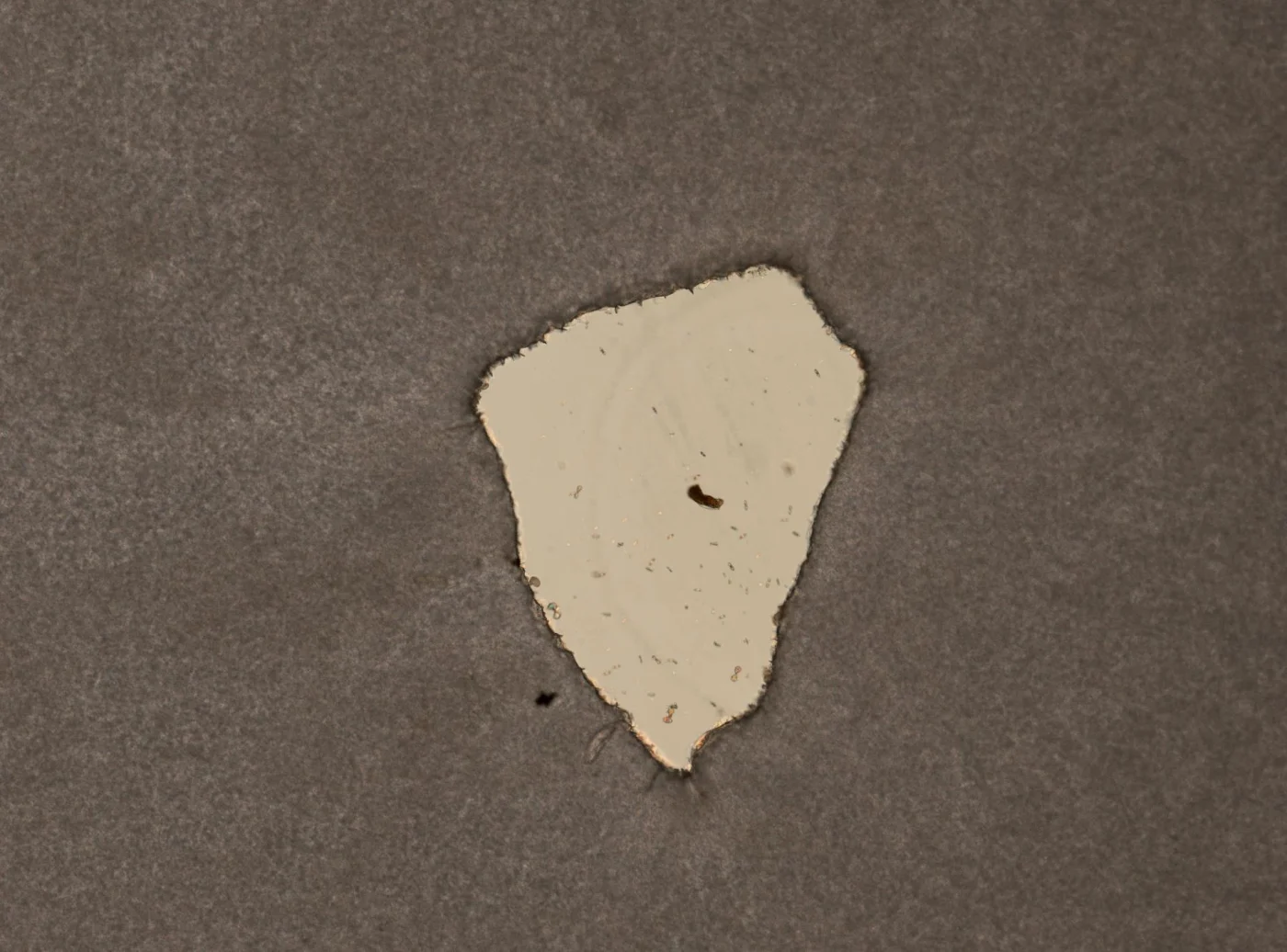 Trichocerca myersi