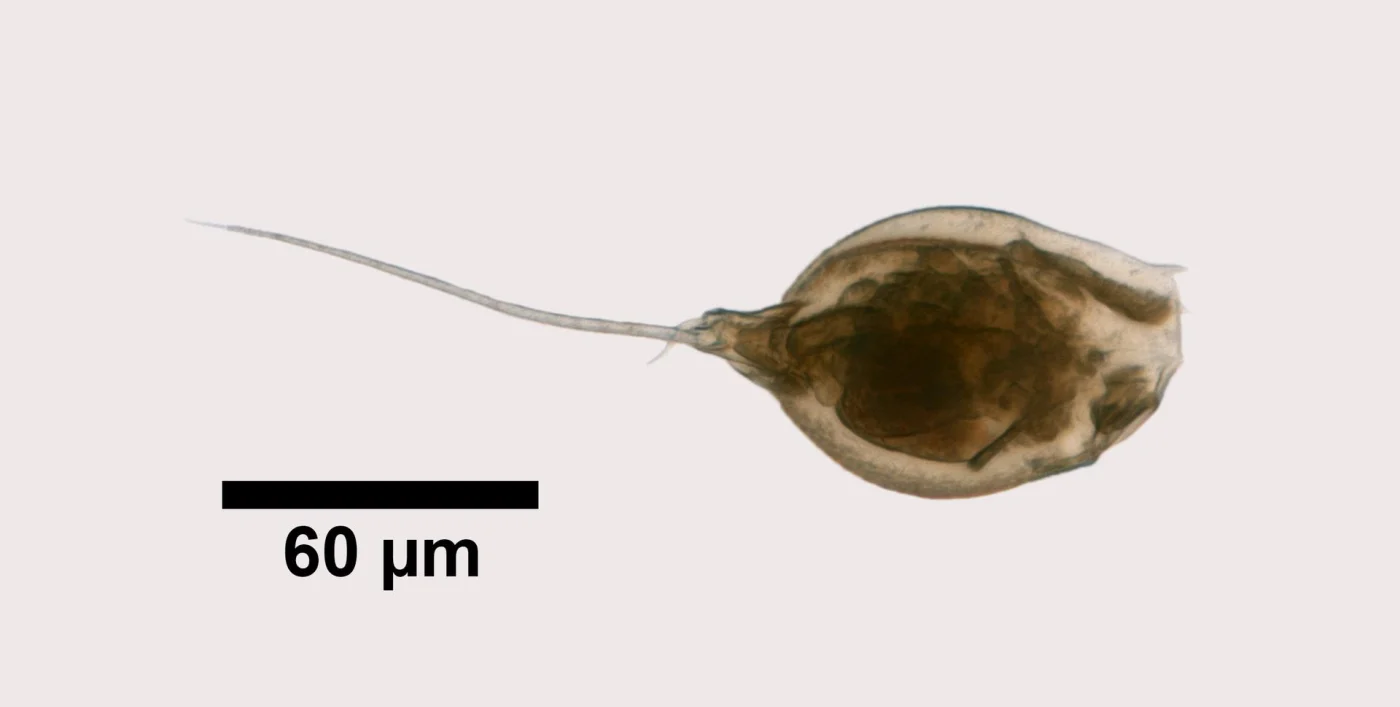 Trichocerca ornata