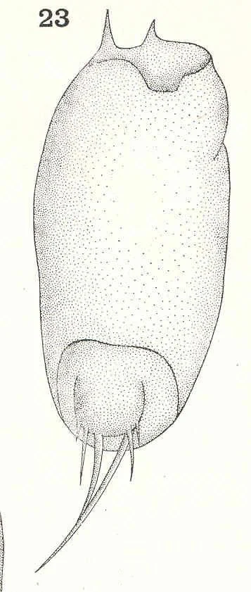 Trichocerca porcellus