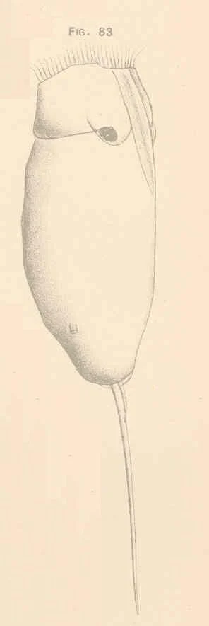 Trichocerca pusilla