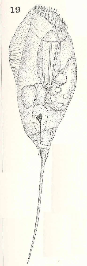 Trichocerca rattus