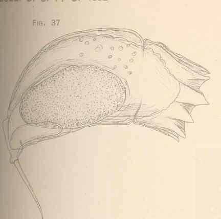 Trichocerca rousseleti