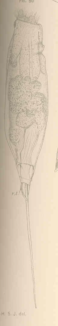 Trichocerca scipio