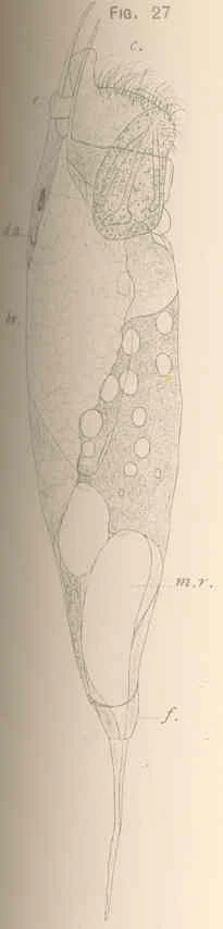 Trichocerca stylata