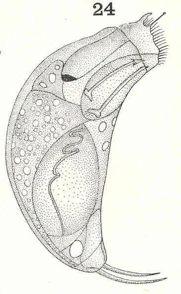Trichocerca vernalis
