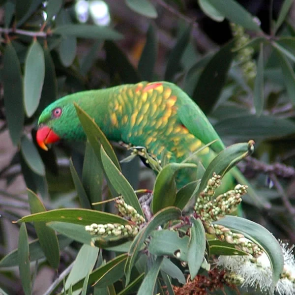 Scaly-breasted Lorikeet