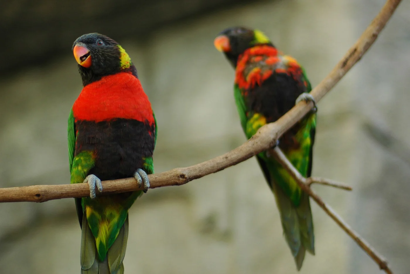 Scarlet-breasted Lorikeet