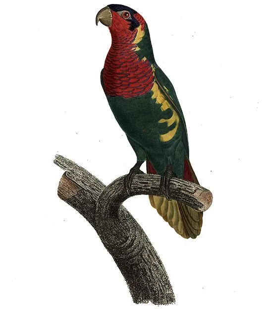 Ornate Lorikeet