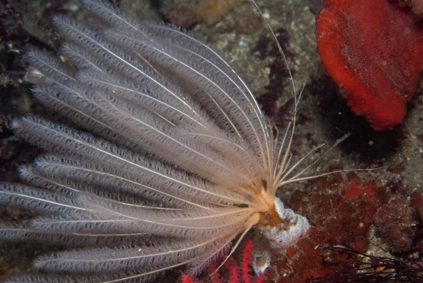 Trichogorgia capensis