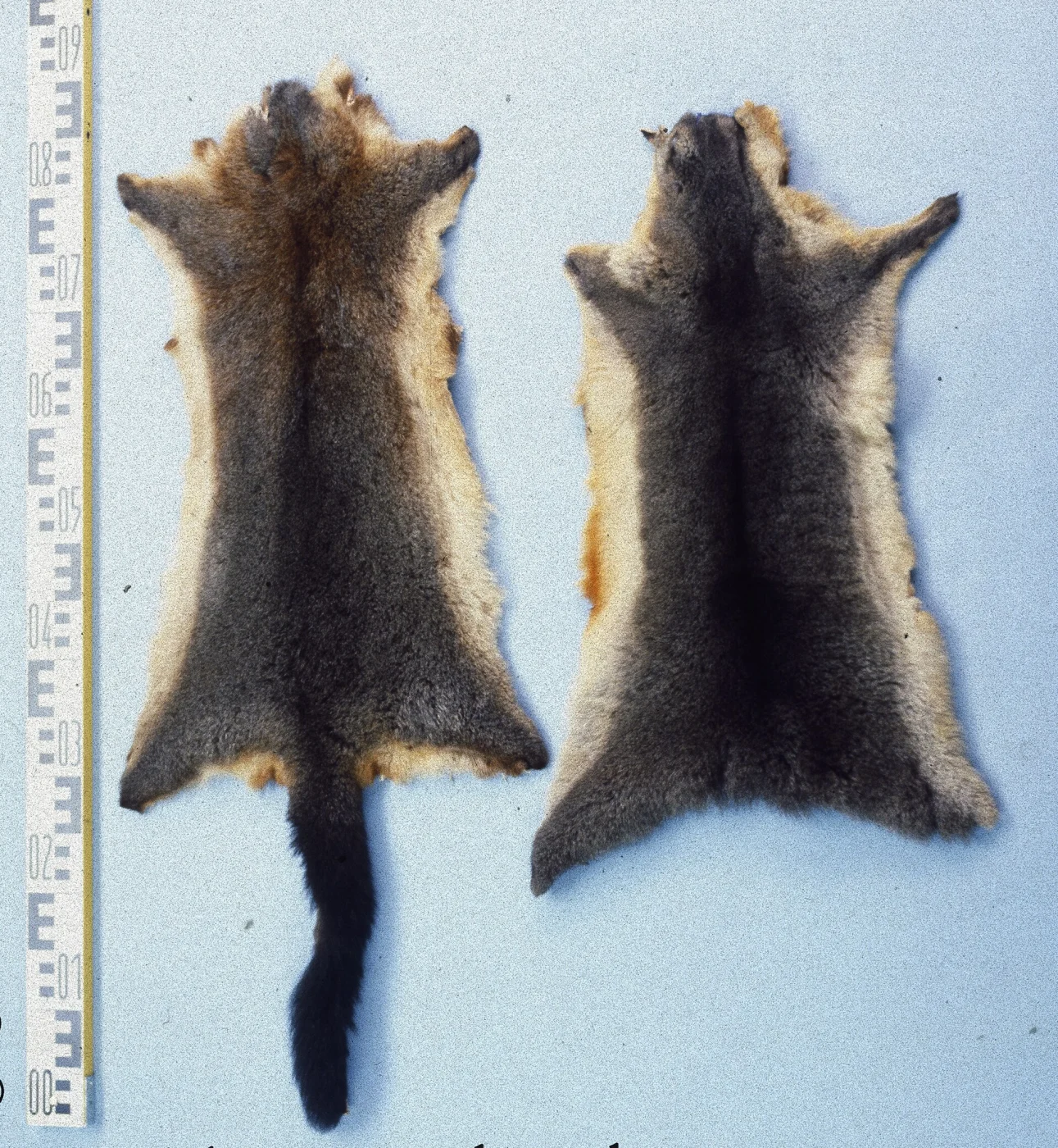 Australian Brushtail Possum