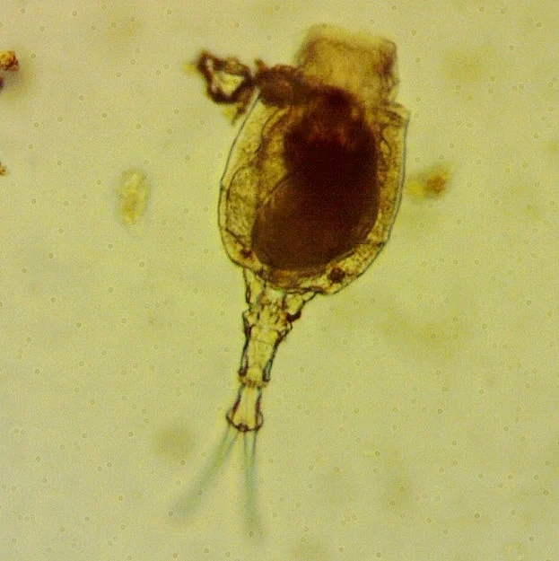 Trichotria buchneri