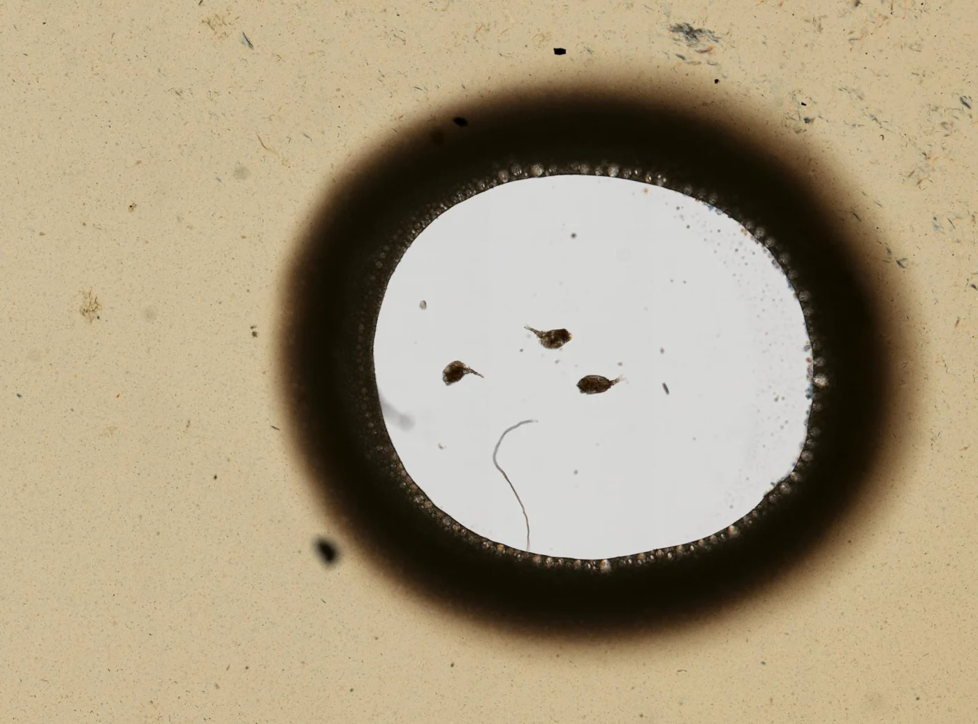 Trichotria eukosmeta