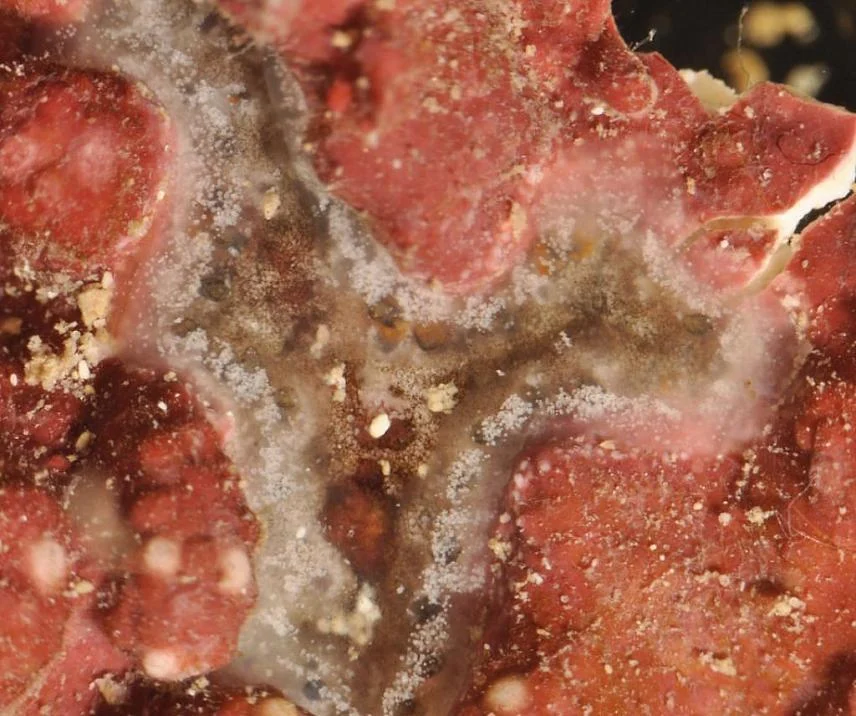 Trididemnum banneri