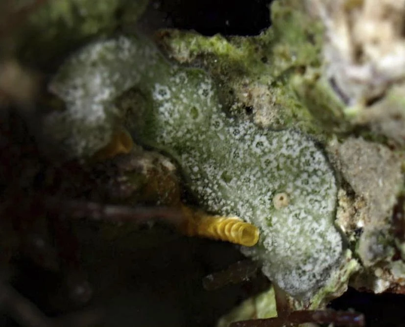 Trididemnum paracyclops