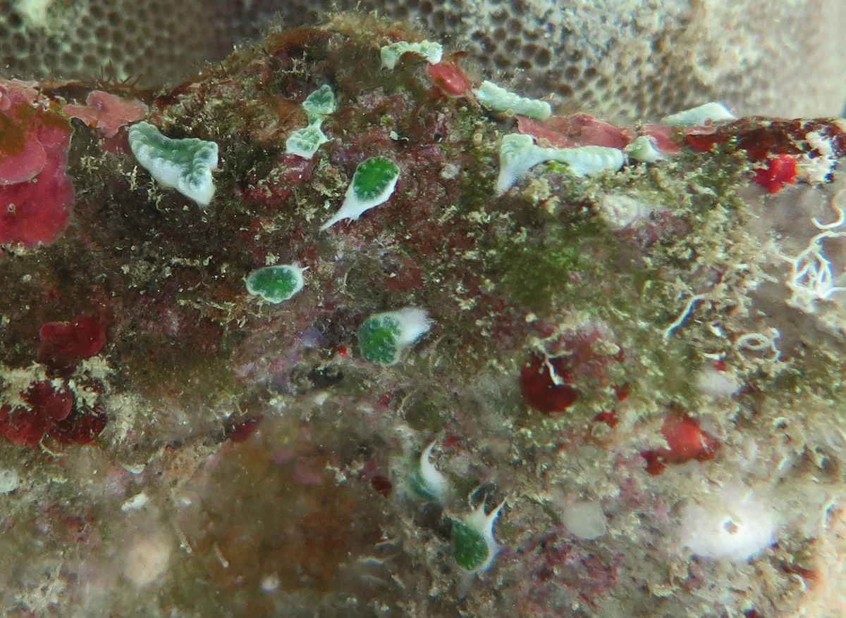 Trididemnum planum