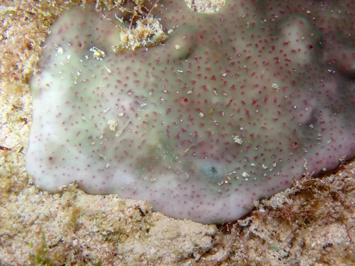 Overgrowing Mat Tunicate