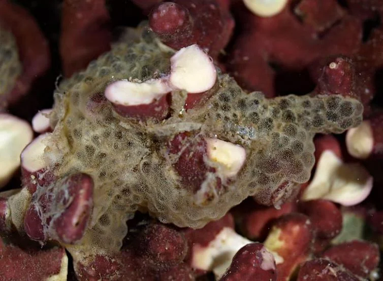 Trididemnum tomarahi