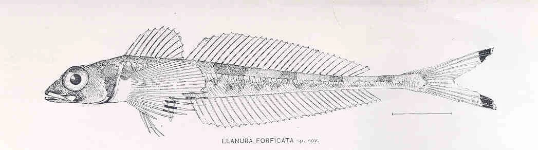 scissortail sculpin
