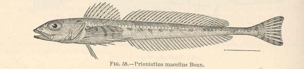 roughspine sculpin