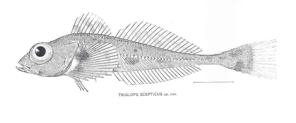 spectacled sculpin