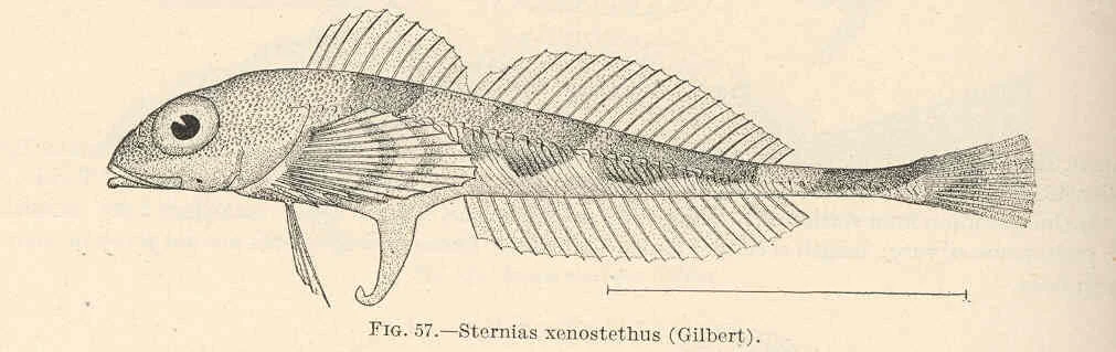 scalybreasted sculpin