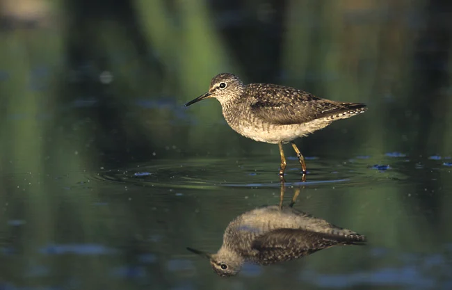 Wood Sandpiper