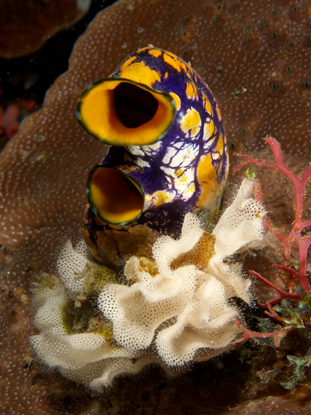 Triphyllozoon inornatum