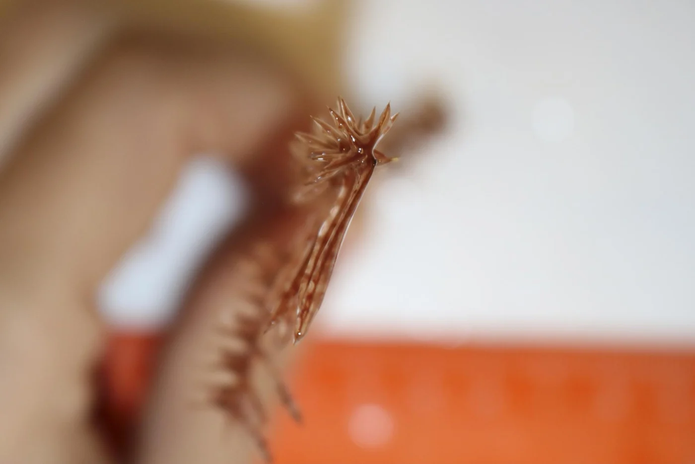 Trissopathes pseudotristicha