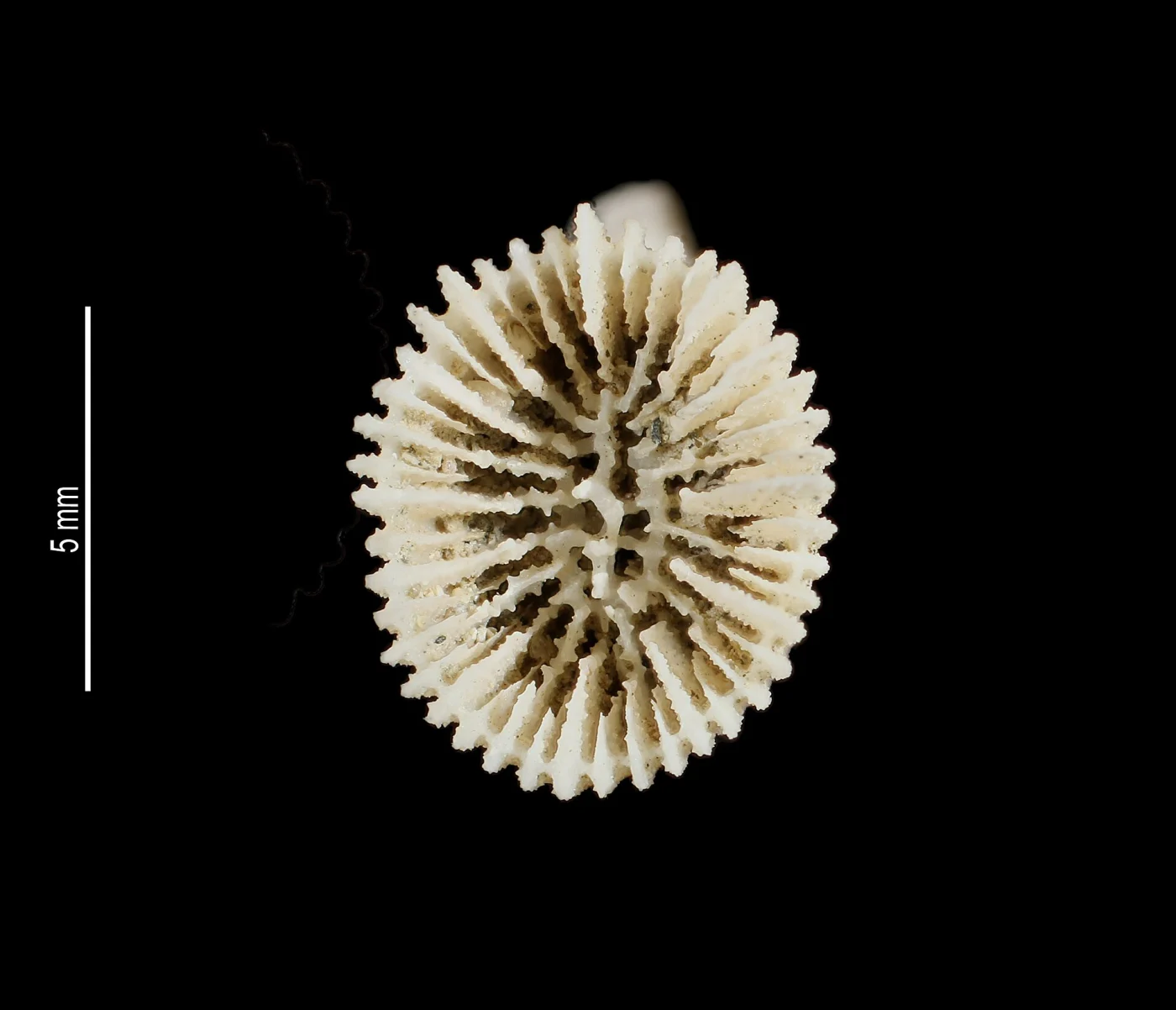Trochocyathus apertus