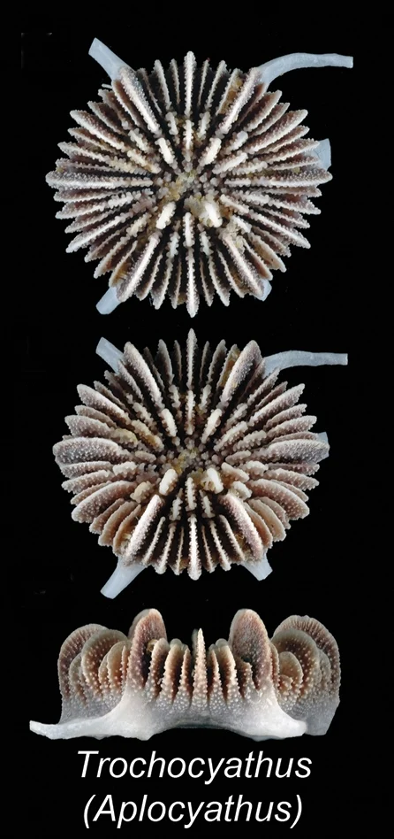 Trochocyathus decamera