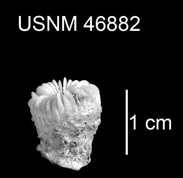 Trochocyathus fossulus