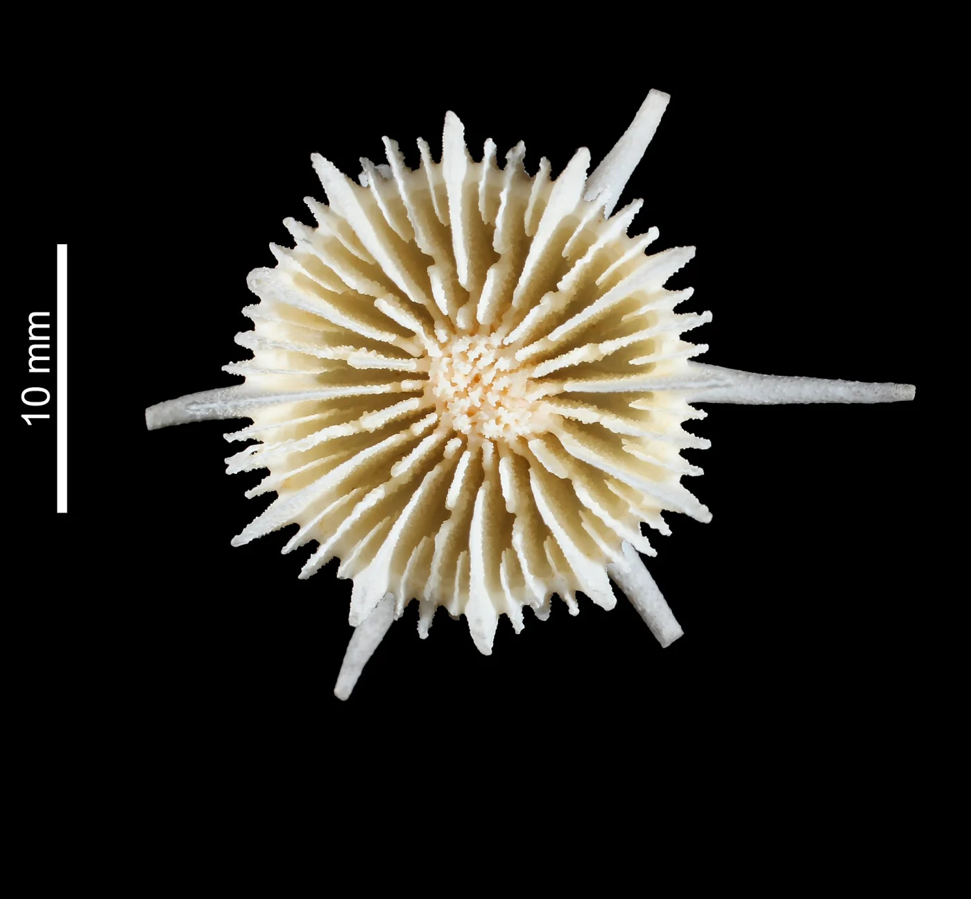 Trochocyathus longispina