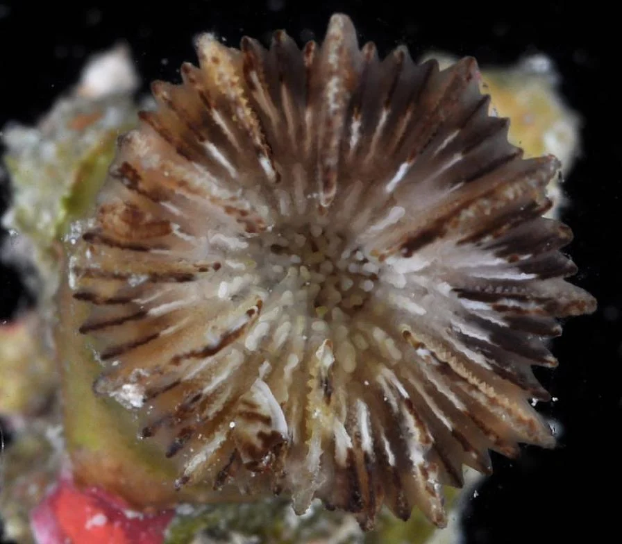 Trochocyathus maculatus