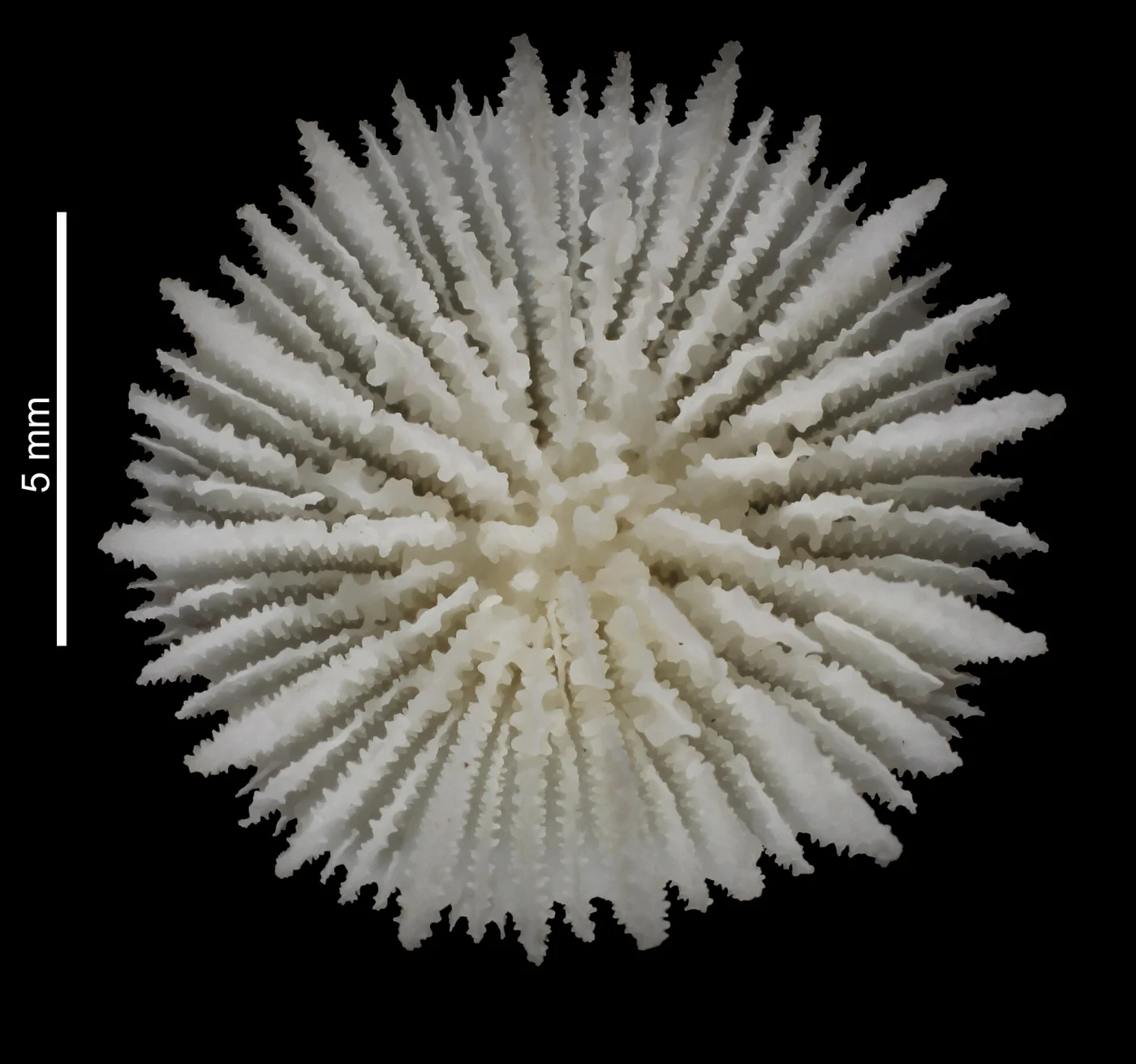 Trochocyathus patelliformis