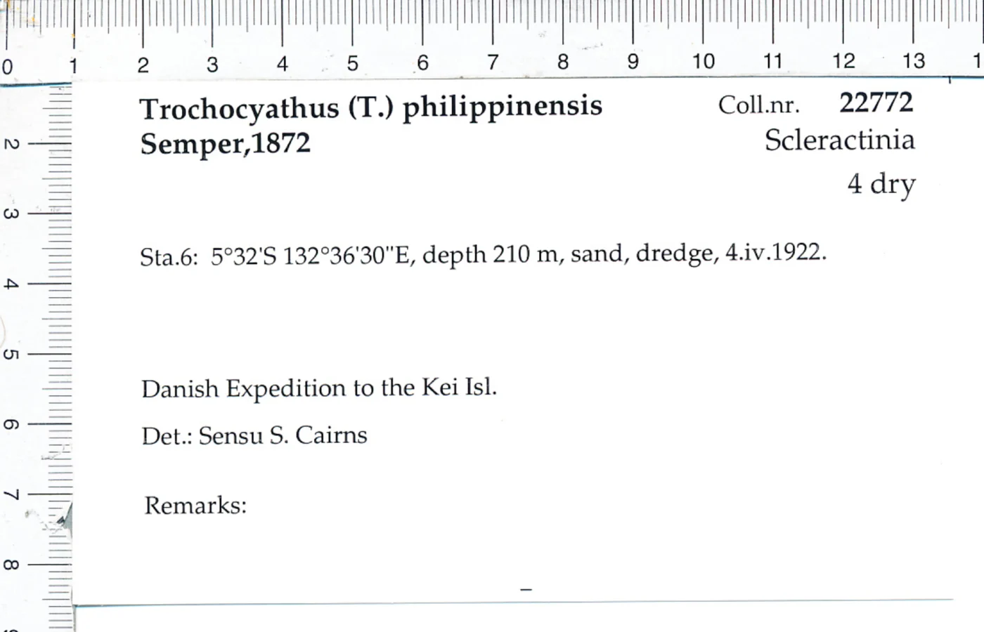Trochocyathus philippinensis