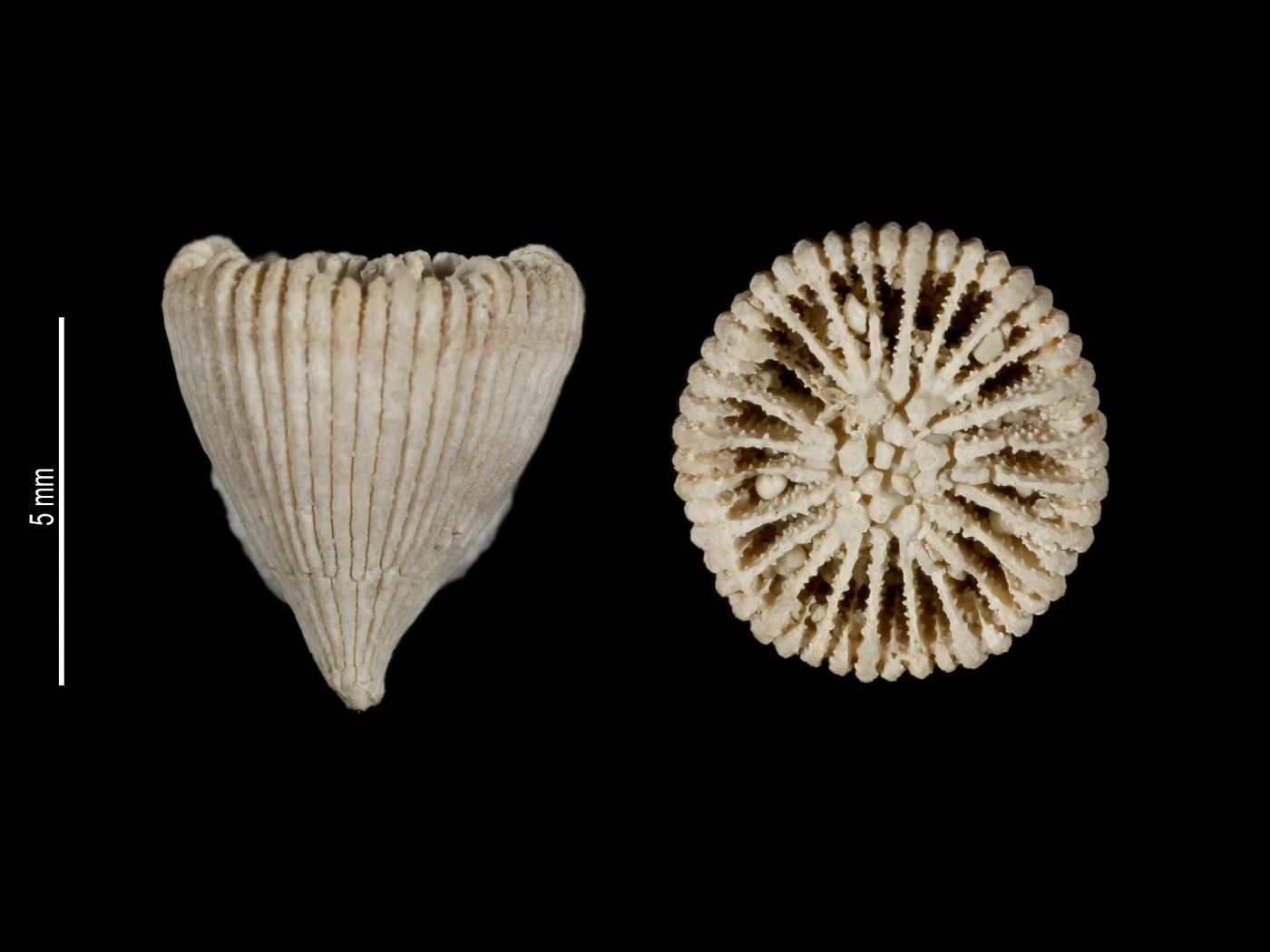 Tropidocyathus labidus