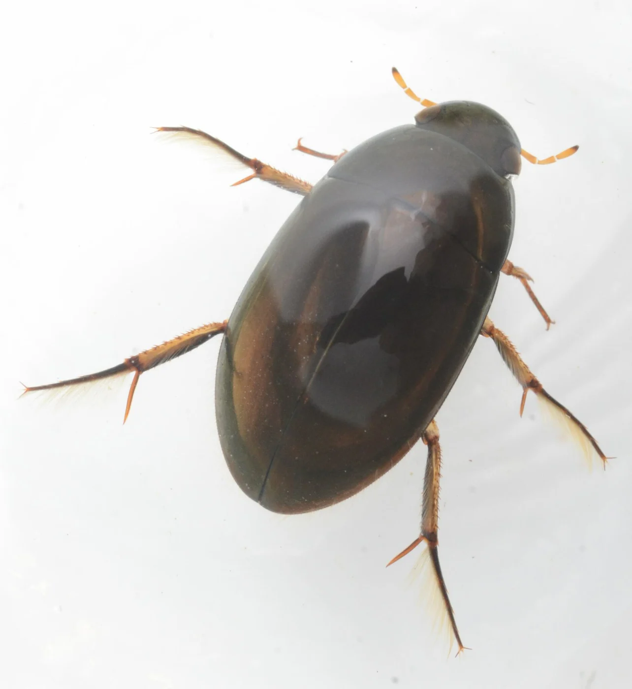 Tropisternus columbianus