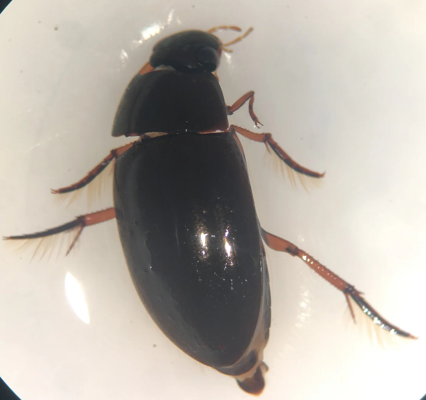 Tropisternus quadristriatus