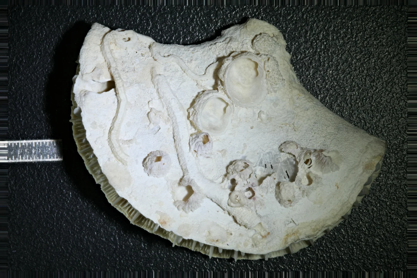 Truncatoflabellum angiostomum