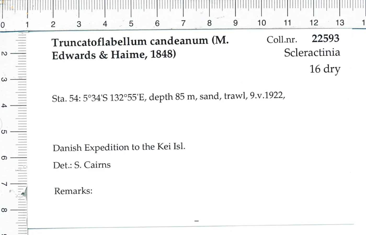 Truncatoflabellum candeanum