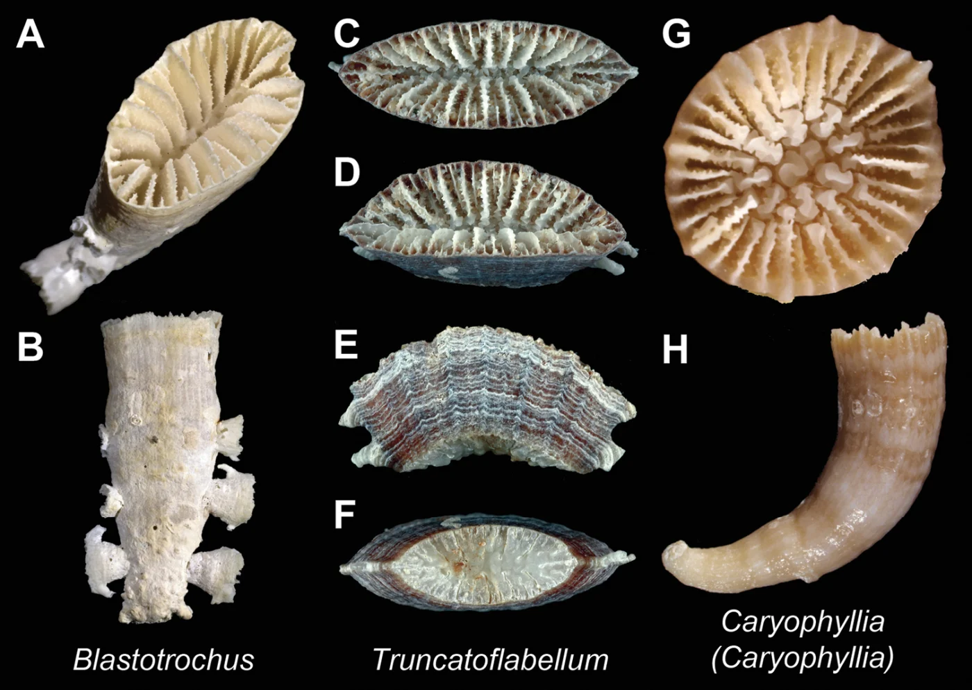 Truncatoflabellum inconstans